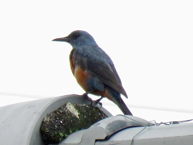 野鳥サークル ６月の活動: 飛鳥里山クラブ 活動ブログ